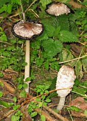 paddestoel, Almere, 11-10-2003