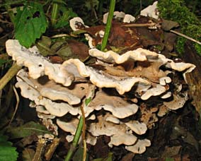 paddestoel, Almere, 11-10-2003