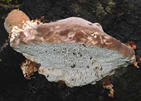 paddestoel, Almere, 11-10-2003