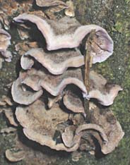paddestoel, Almere, 11-10-2003