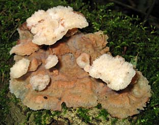 paddestoel, Almere, 11-10-2003