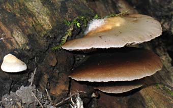 paddestoel, Almere, 11-10-2003