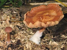 paddestoel, Almere, 11-10-2003