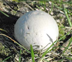 Loodgrijze bovist, Almere, 12-10-2003