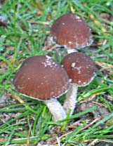 paddestoel, Almere, 12-10-2003