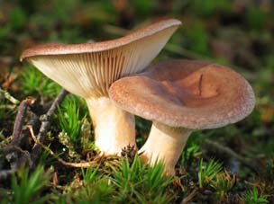 paddestoel, Almere, 12-10-2003