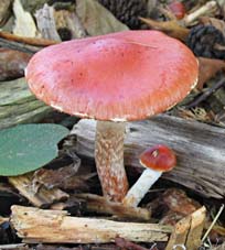 Oranjerode stropharia, Almere, 12-10-2003