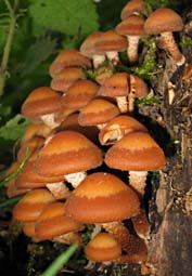 paddestoel, Almere, 13-10-2003