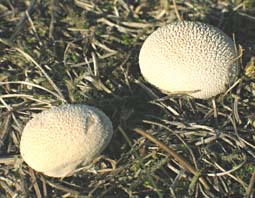 Afgeplatte stuifzwam, Almere, 15-10-2003