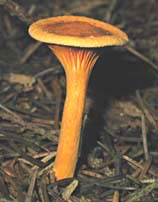 paddestoel, Markelo, 16-10-2003