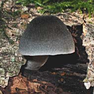 paddestoel, Markelo, 16-10-2003