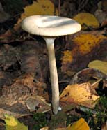 paddestoel, Markelo, 16-10-2003