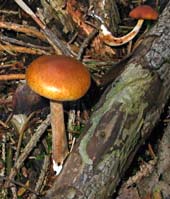 paddestoel, Markelo, 16-10-2003