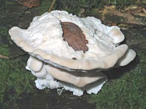 paddestoel, Markelo, 17-10-2003