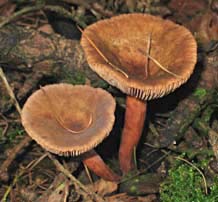 paddestoel, Markelo, 17-10-2003