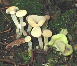paddestoel, Markelo, 17-10-2003