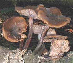 paddestoel, Markelo, 17-10-2003