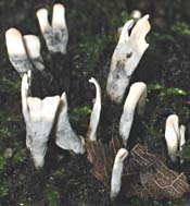 Geweizwam, Almere, 26-10-2003