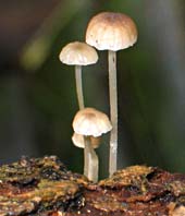 paddestoel, Almere, 26-10-2003