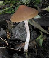 paddestoel, Almere, 26-10-2003
