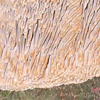 paddestoel, Markelo, 9-11-2003