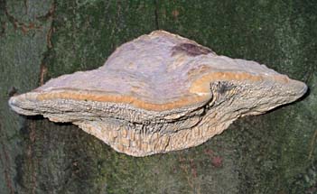 paddestoel, Markelo, 9-11-2003