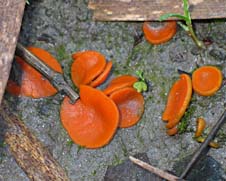 paddestoel, Zeewolde, 25-1-2004