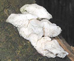 paddestoel, Zeewolde, 25-1-2004
