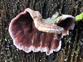 paddestoel, Almere, 1-2-2004