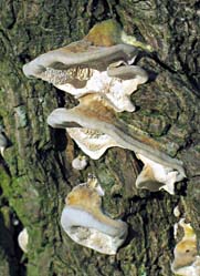 paddestoel, Almere, 3-3-2004