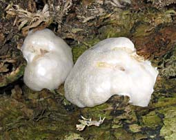 paddestoel, Markelo, 11-4-2004