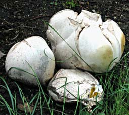 Reuzen bovist, Almere, 3-6-2004