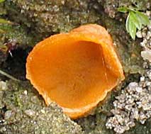 paddestoel, Markelo, 17-7-2004