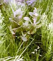 Epipactus helleborine subsp. helleborine, Brede wespenorchis in de groei, grofbladig, 10-6-2002
