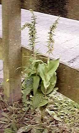 Epipactus helleborine subsp. helleborine, Brede wespenorchis bloeiend, grofbladig, 10-7-2002