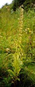 Epipactus helleborine subsp. helleborine, Brede wespenorchis, bloeiend 7-8-2001