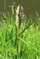 Dactylorhiza majalis, brede orchis 10-5-2003