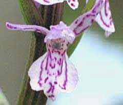 Dactylorhiza majalis, bloem van brede orchis, 15-5-2003