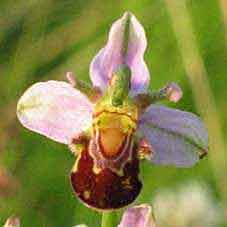 Ophrys Apifera, Bijenorchis detail, 10-7-2003, Almere