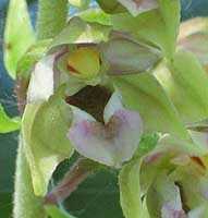 Epipactus helleborine subsp. helleborine, Bloem van Brede wespenorchis, detail 13-7-2003