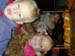 DSCN0257
