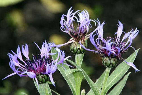 korenbloemen