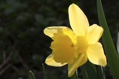 narcis