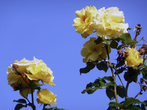 rozen