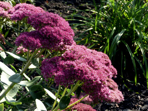 sedum