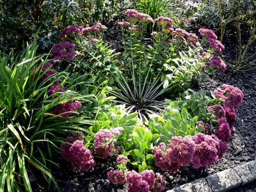 sedum
