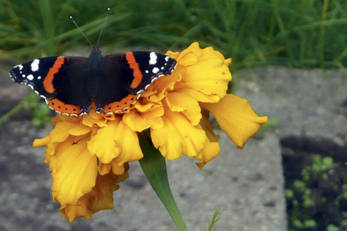 vlinder
