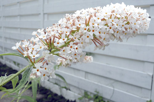 witte vlinderstruik