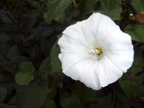 haagwinde