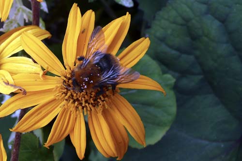 hommel